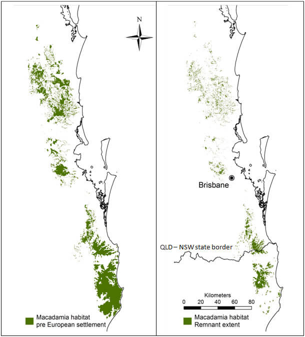 Loss of macadamia habitat since colonisation
