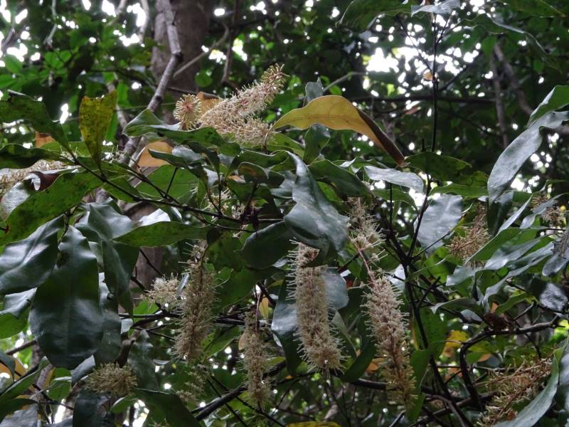 Wild Macadamia jansenii flowers. Photo by Glenn Hayward