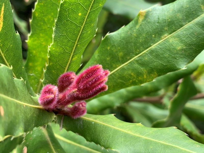New shoots of Macadamia tetraphylla Photo by Iain Stych