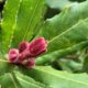 New shoots of Macadamia tetraphylla Photo by Iain Stych