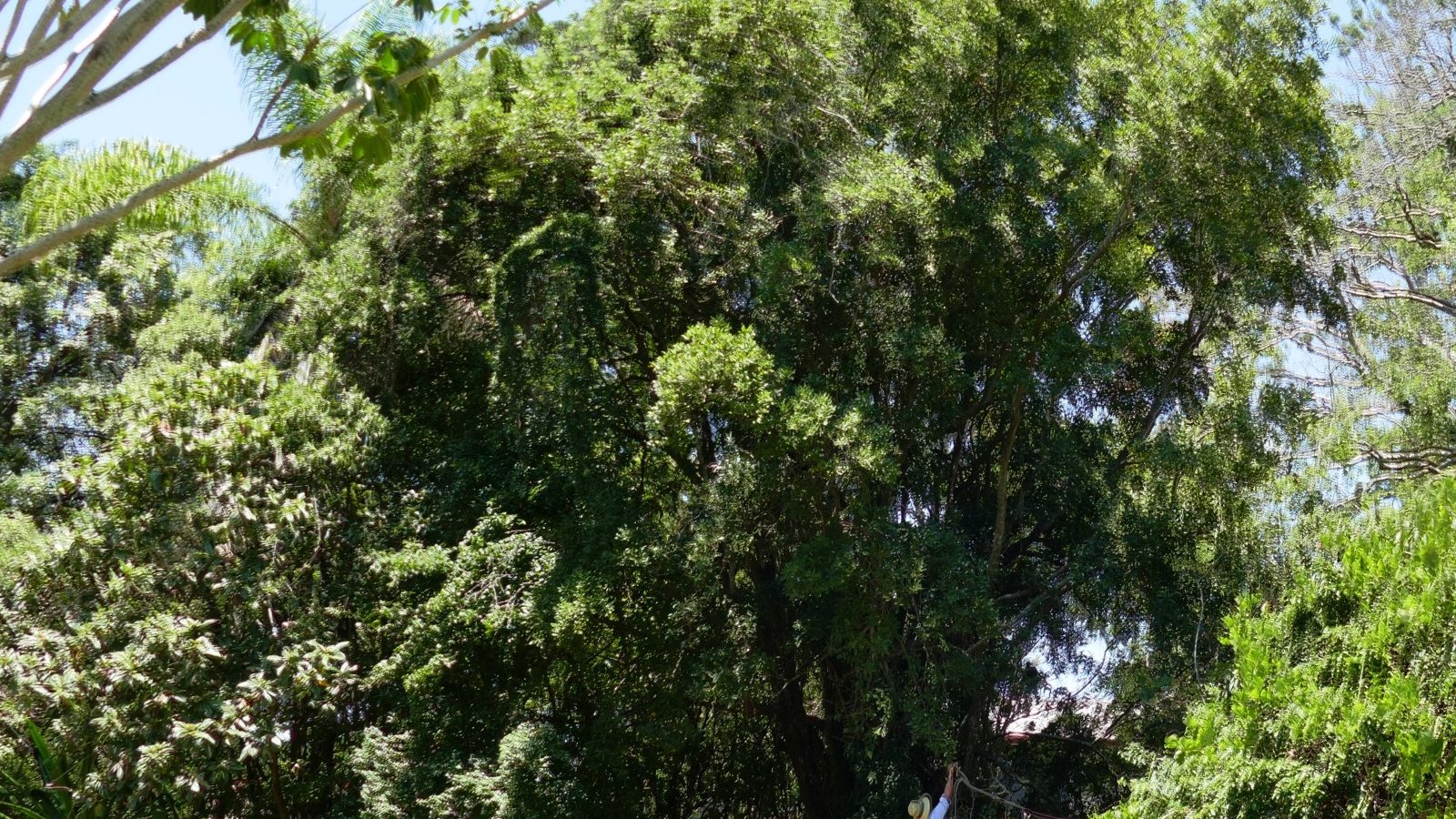 Macadamia planted by Tom Petrie in 1866