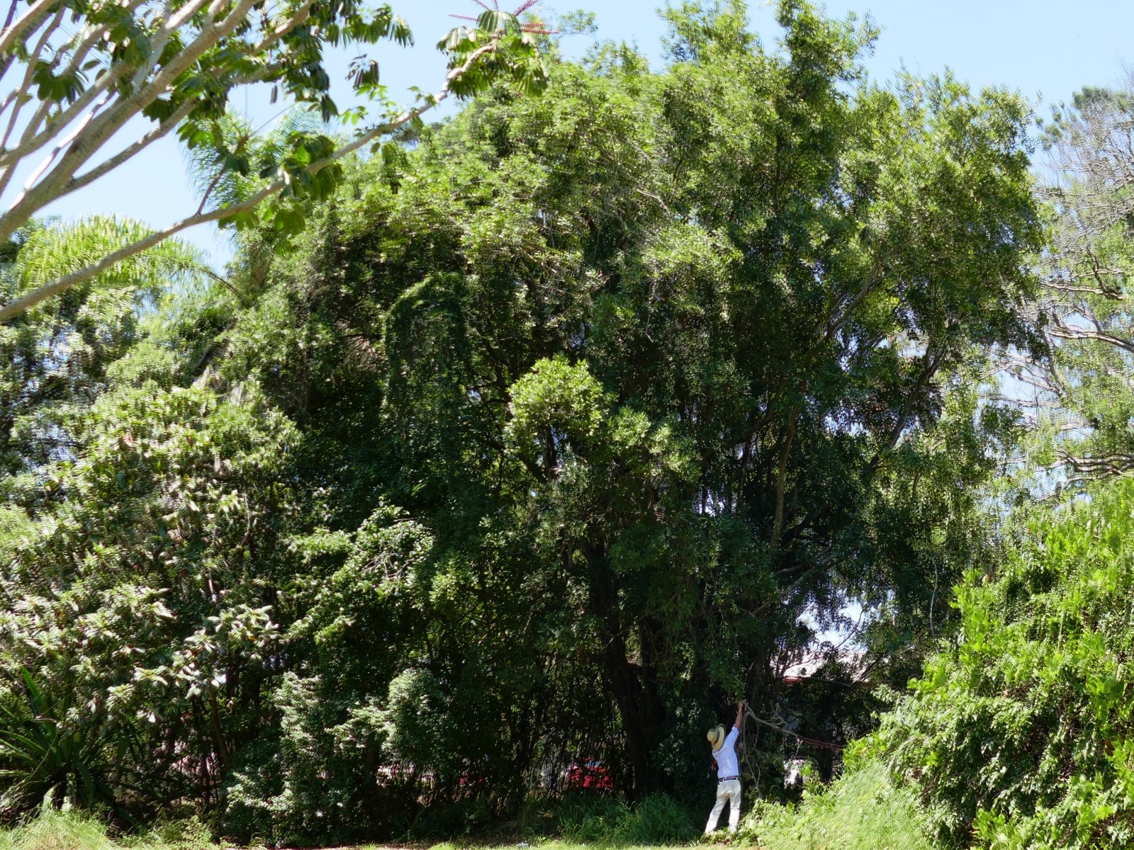 Macadamia planted by Tom Petrie in 1866